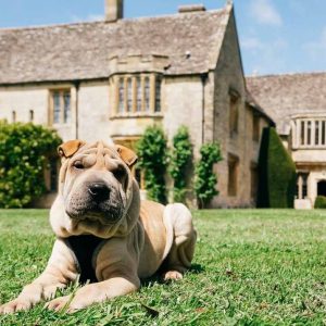 dog friendly dog friendly