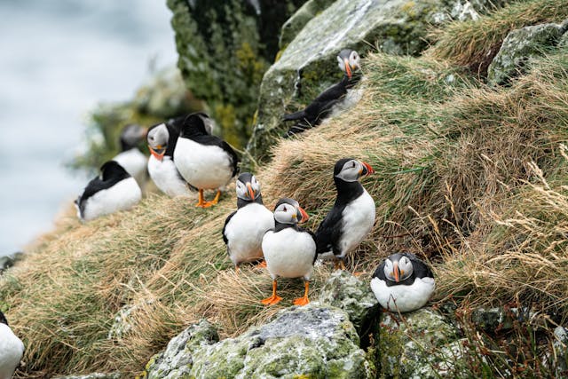 Look at Puffins in North Wales