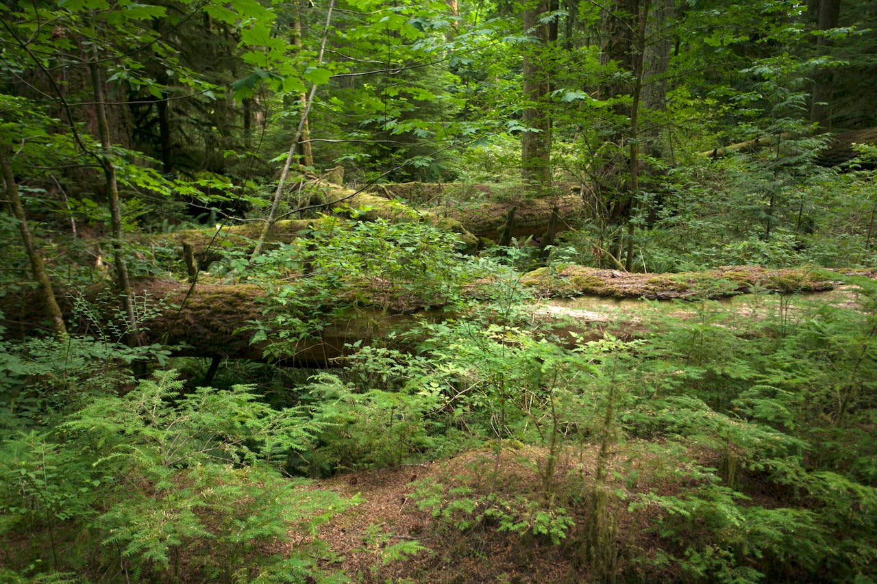 beautiful forest with mossy floors